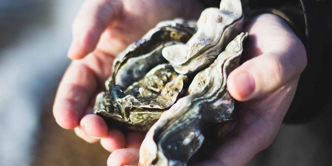 Enlever le sable des coquillages