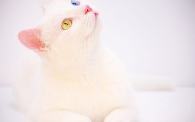 Comment se débarrasser des mauvaises odeurs de chat et chien ?