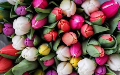 Des tulipes qui tiennent