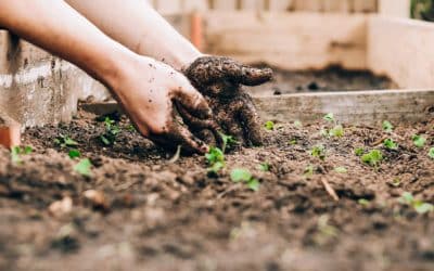 Créer un jardin bio à moindre coût